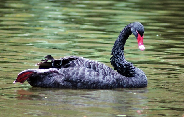 black-swan-4553166_640